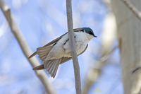 Tree Swallow